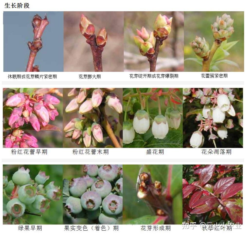 9.1资源库蓝莓成长阶段展示